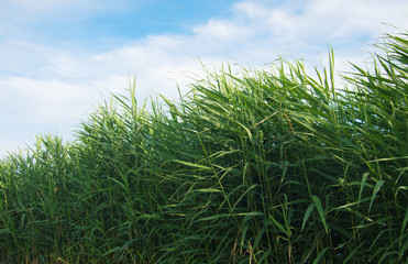 green reed grass and blue sky