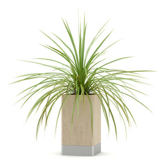 houseplant in wooden pot isolated on white background