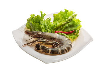 Tiger prawn