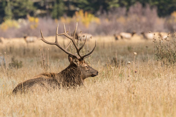 Bull Elk Bedded