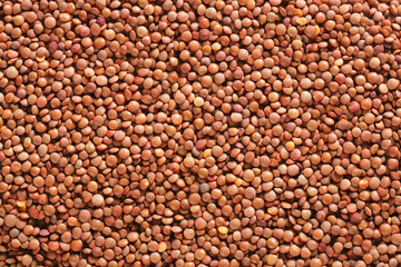 Raw whole red lentils