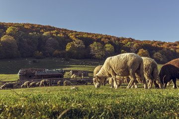 Grazing sheep flock and sheepfold