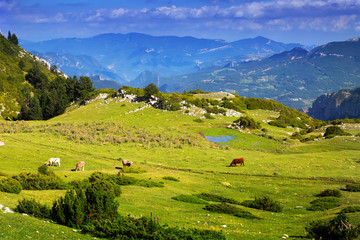 view of highland meadow with cows