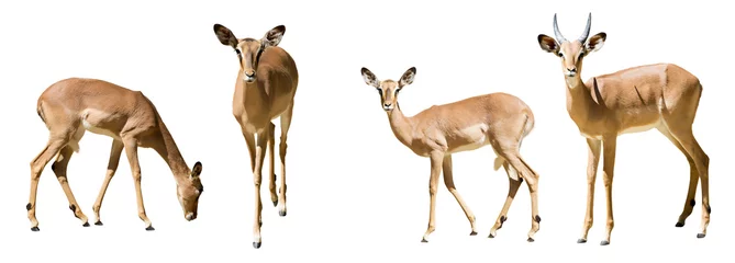 Papier Peint photo Autocollant Antilope Ensemble d& 39 impalas