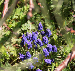 Wild Purple Hyacinths through branchs