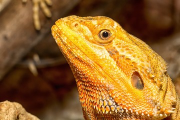 Agama lizard