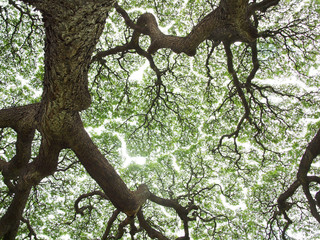 オアフ島のモンキーポッド