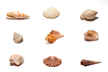 seashells