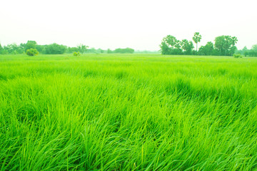 Obraz premium Paddy field in asia country