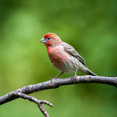 Male House Finch perched on a branch