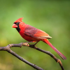 Male northern cardinal perched on a branch