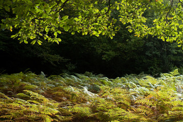 Chênes et fougères