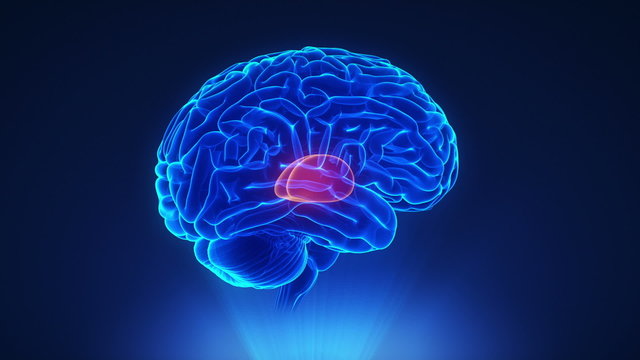 Right thalamus in loop brain concept