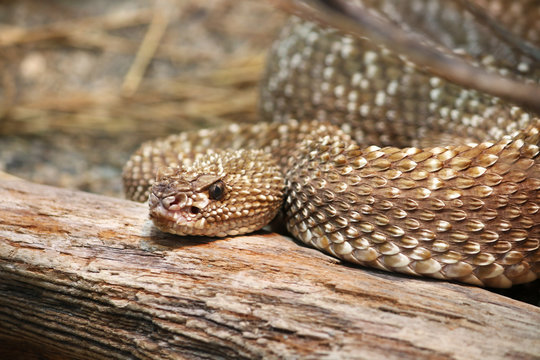Uracoan Rattlesnake Crotalus durissus vegrandis rattle snake
