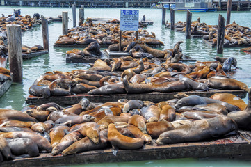Sea lions on pier 39 in San Francisco, USA.