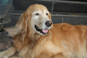 Golden Retriever
