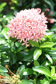 Pink Ixora Flowers