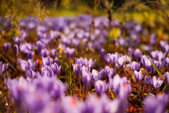 Crocus longiflorus