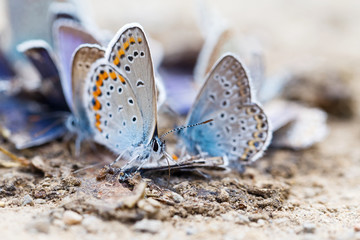 Butterfly family