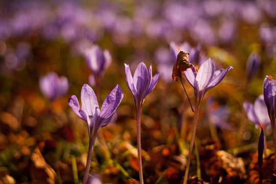 Crocus autumn Edinburgh