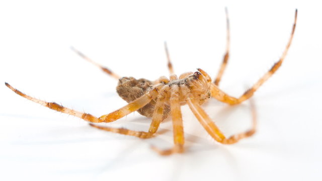 Closeup macro spider, scary halloween background