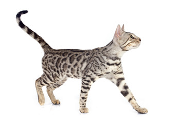 bengal cat