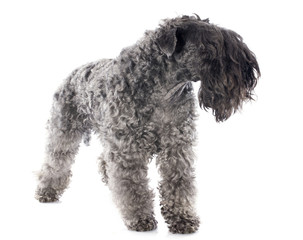 kerry blue terrier