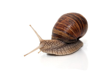 Snail On White