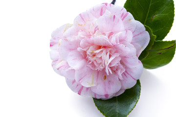 pink camelia