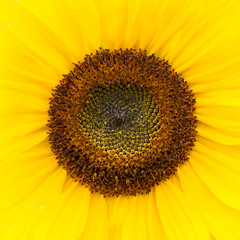 Close up of a sunflower.
