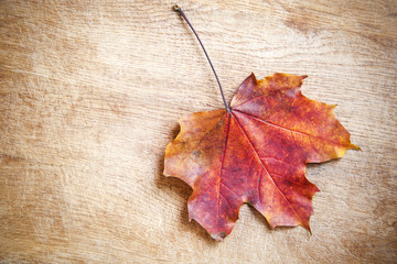 autumn leaf