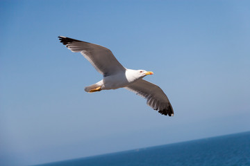 Sea gull in the sky