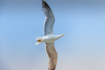 Fototapeta na wymiar Sea gull in the sky