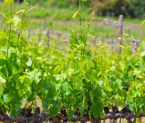Grapevine close up, vineyards of Tuscany, Italy