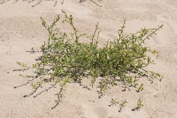 European searocket, Cakile maritima