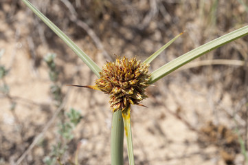 Flowers and leaves of Cyperus capitatus