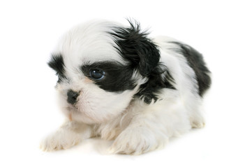 puppy shih tzu