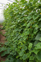 Fototapeta na wymiar Cucumber crop