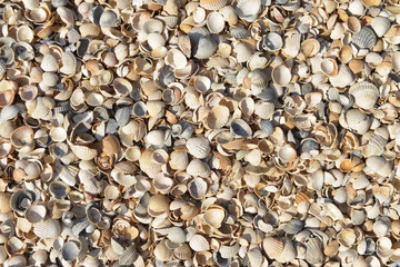 seashells background