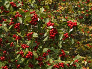 Obraz premium red berries of ornamental bush at autumn