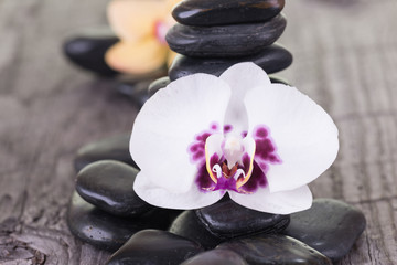 Fototapeta na wymiar White Moth orchid and black stones on weathered deck