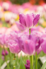 Purple Flower in a graden