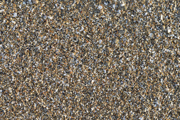 seashells background