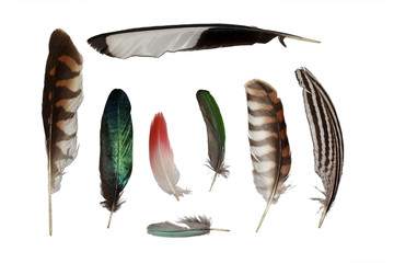 Feathers set collection isolated on white - obrazy, fototapety, plakaty