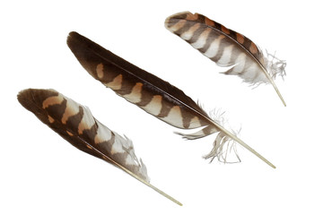 Kestrel falcon feathers set isolated on white