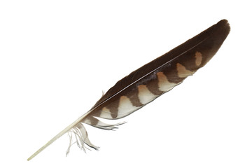 Kestrel falcon feather isolated on white