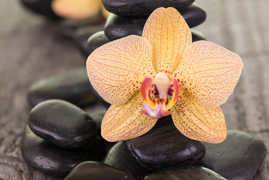 Yellow Moth Orchid and black stones on weathered deck