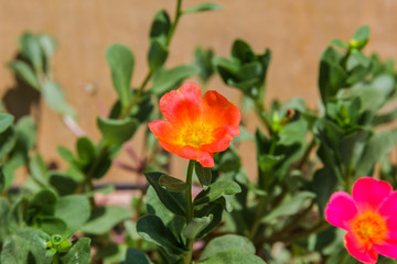 Portulaca flowers (Rosemoss)