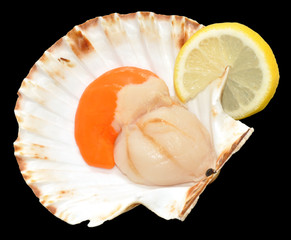 Raw King Scallop