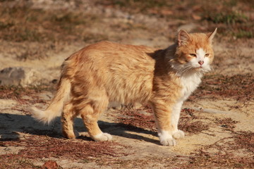 Кот греется в лучах осеннего солнца